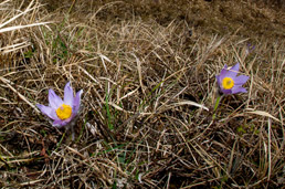 Greater pasque flower in Boletina