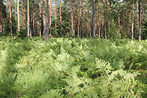 Češeniške in Prevojske gmajne Landscape Park