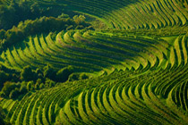 Ljutomer Fish Ponds and Jeruzalem Wine Growing Hills Landscape Park